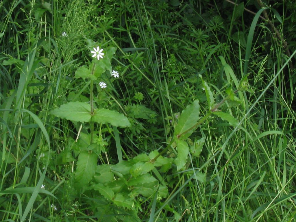 Stellaria aquatica