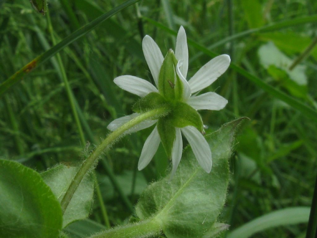 Stellaria aquatica