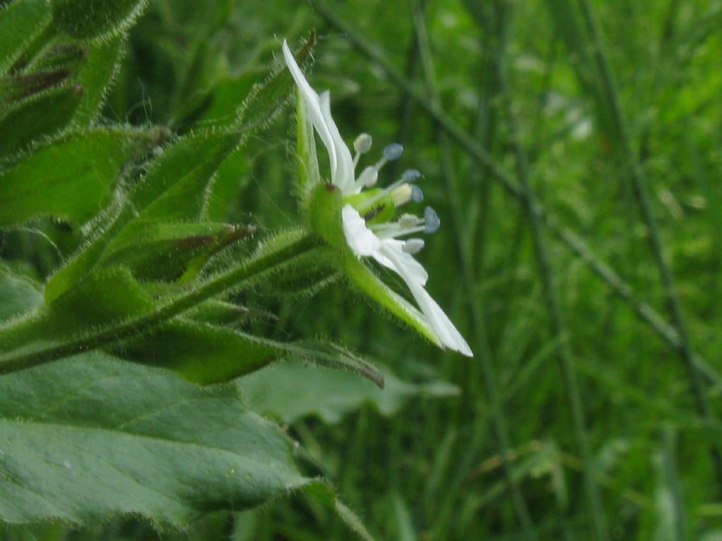 Stellaria aquatica