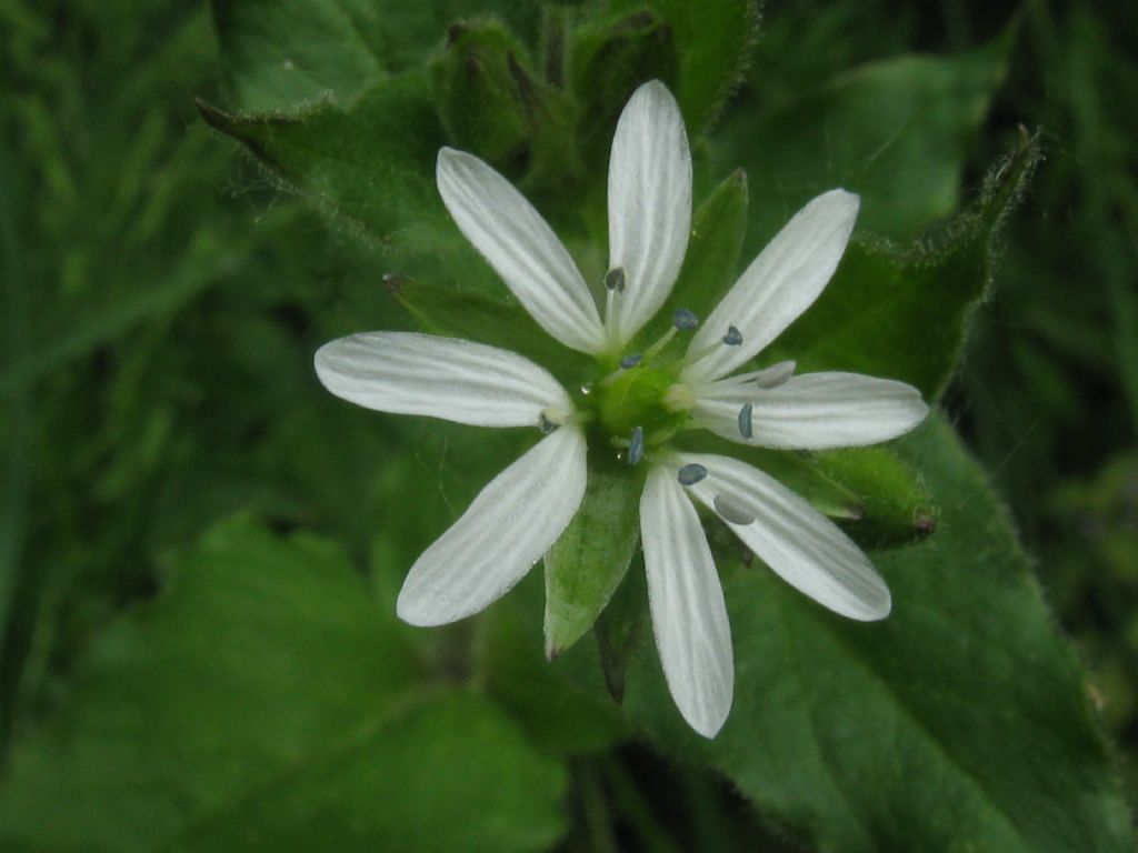 Stellaria aquatica