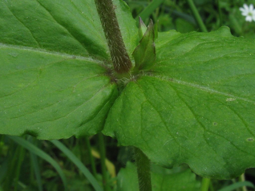 Stellaria aquatica