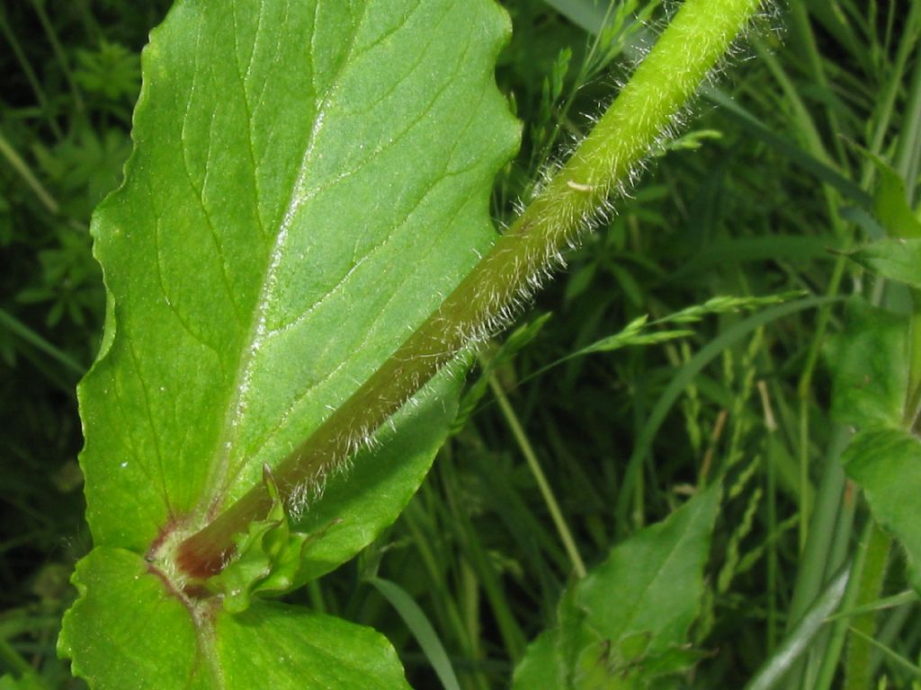 Stellaria aquatica