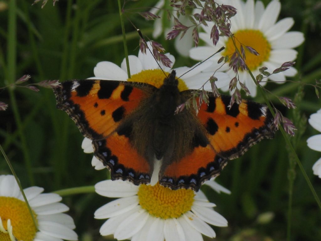 Aglais urticae...