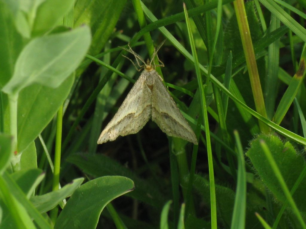 Geometridae? S, Isturgia arenacearia