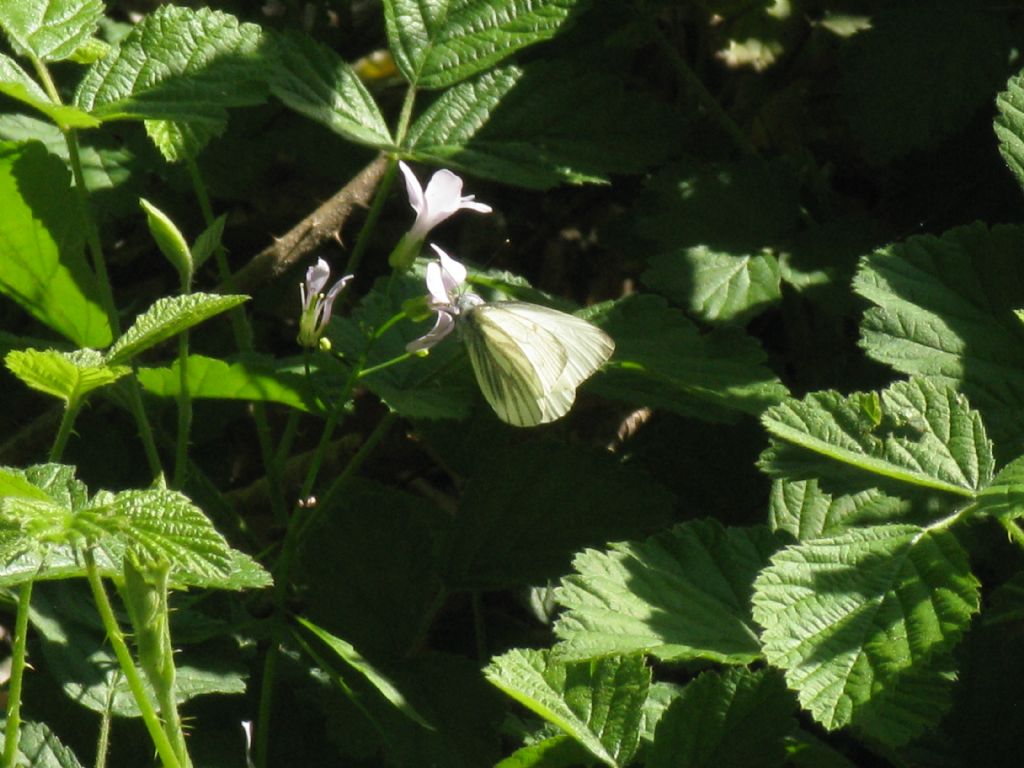 Pieris napi? M ?  S !