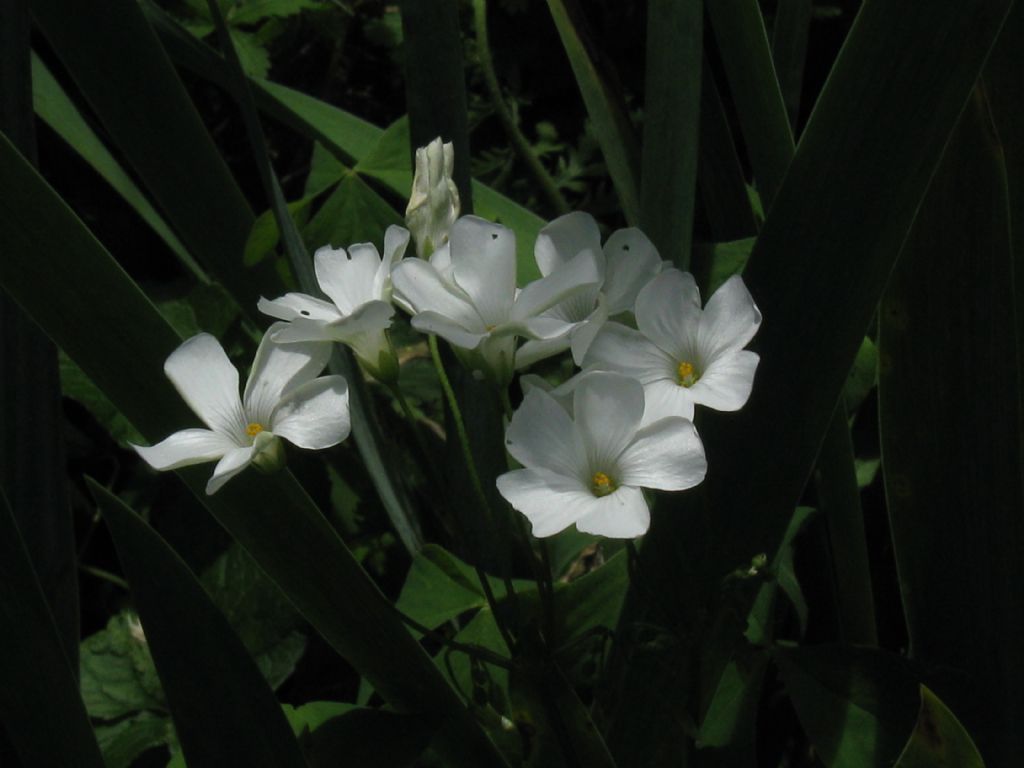 Oxalis articulata a fiore bianco