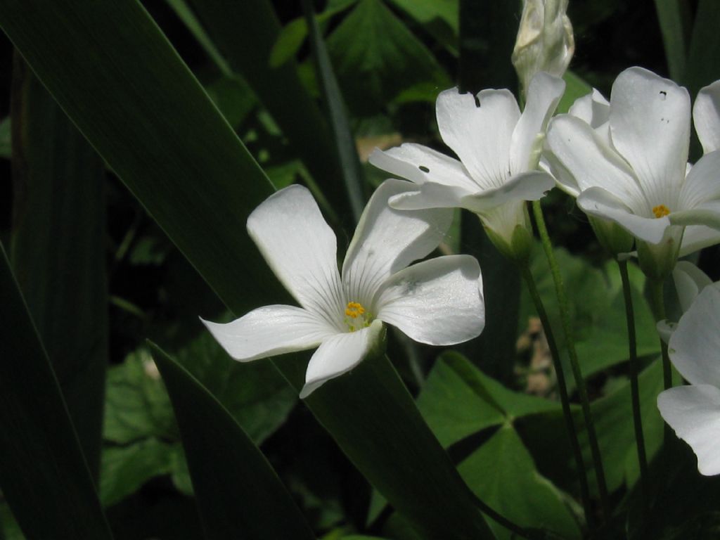 Oxalis articulata a fiore bianco