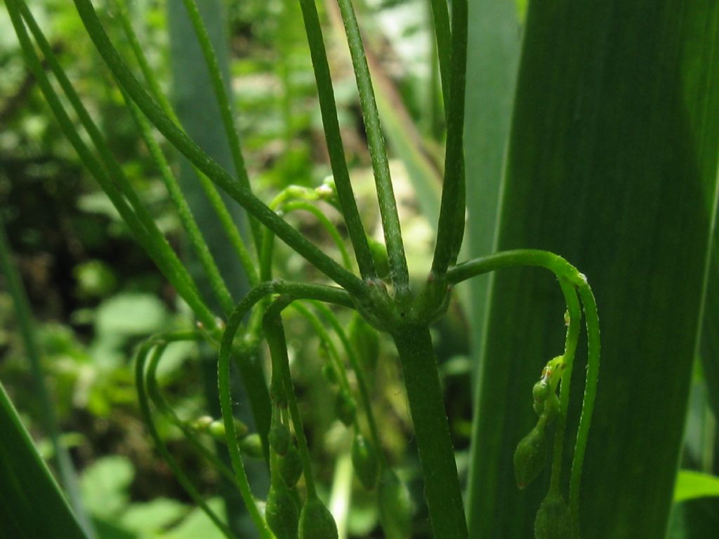 Oxalis articulata a fiore bianco