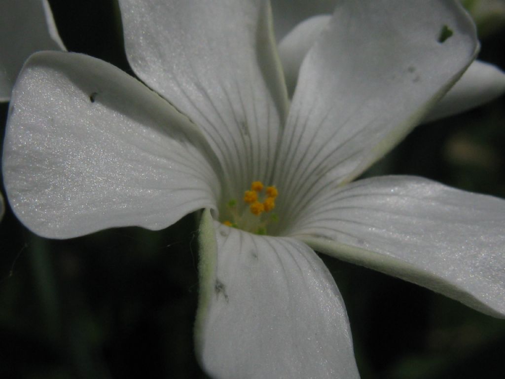 Oxalis articulata a fiore bianco