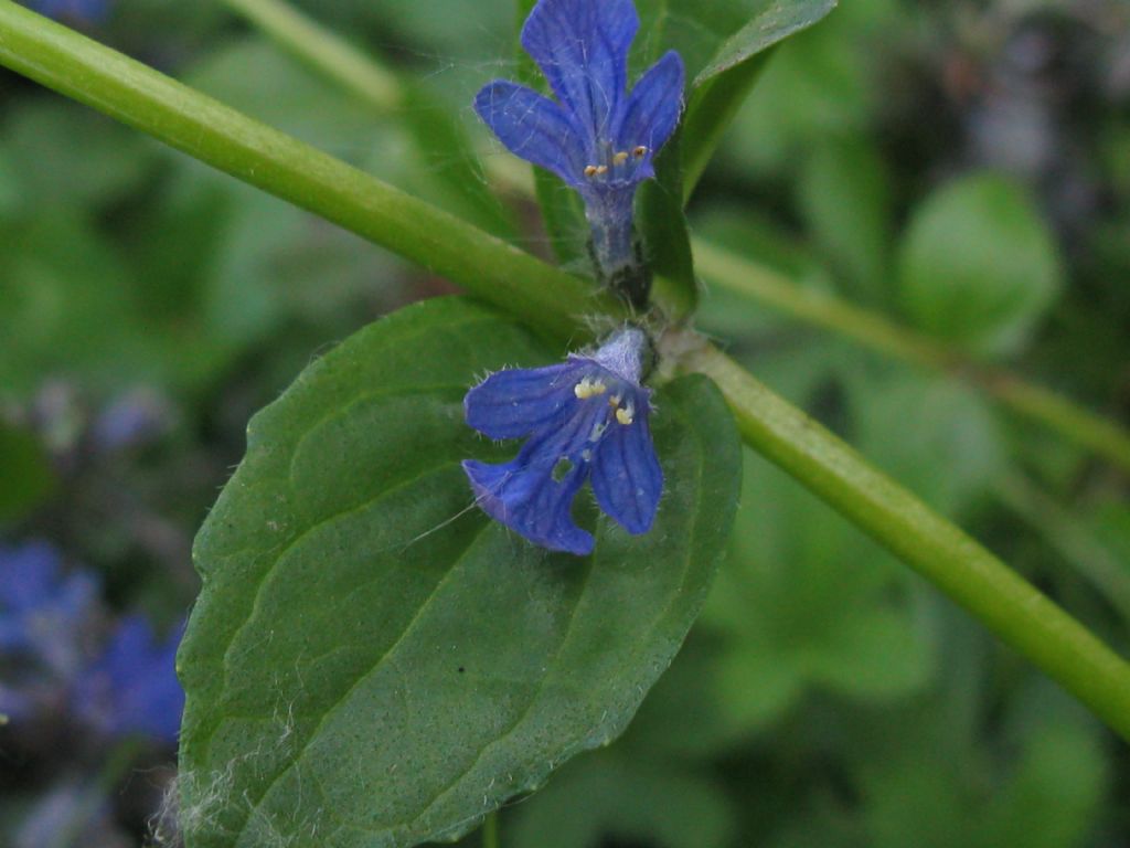 Ajuga reptans