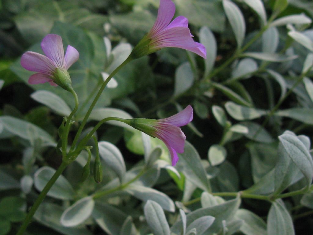 Oxalis articulata a fiore bianco