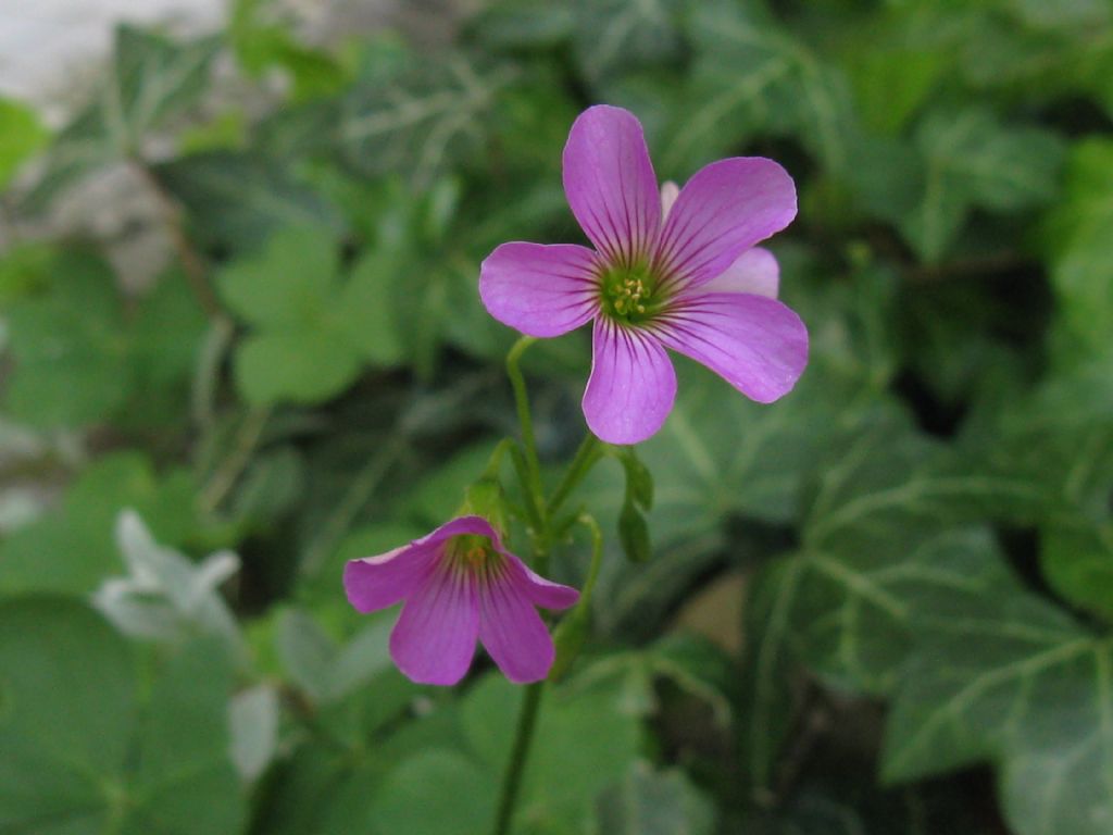 Oxalis articulata a fiore bianco