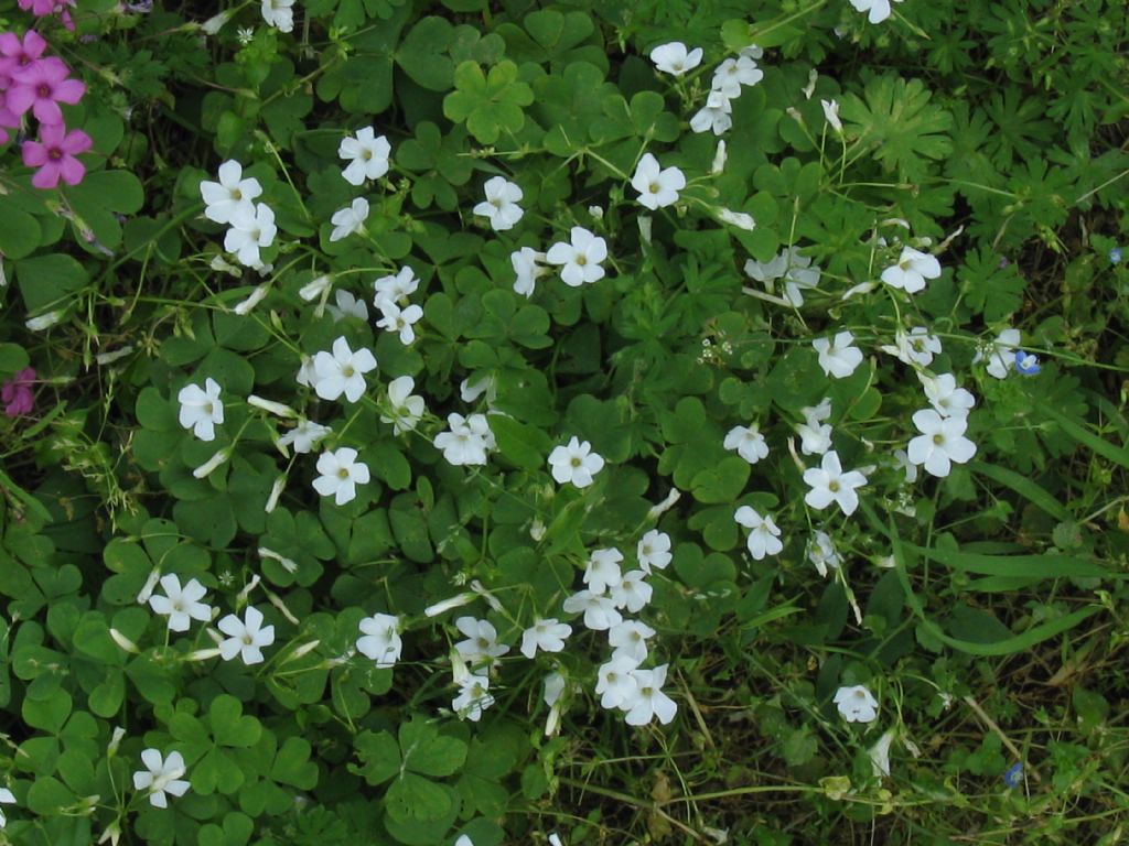 Oxalis articulata a fiore bianco