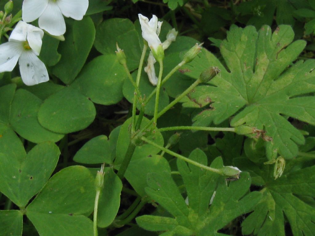 Oxalis articulata a fiore bianco