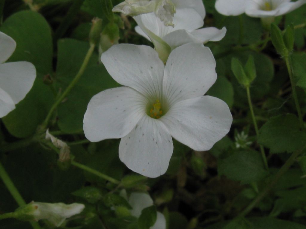 Oxalis articulata a fiore bianco