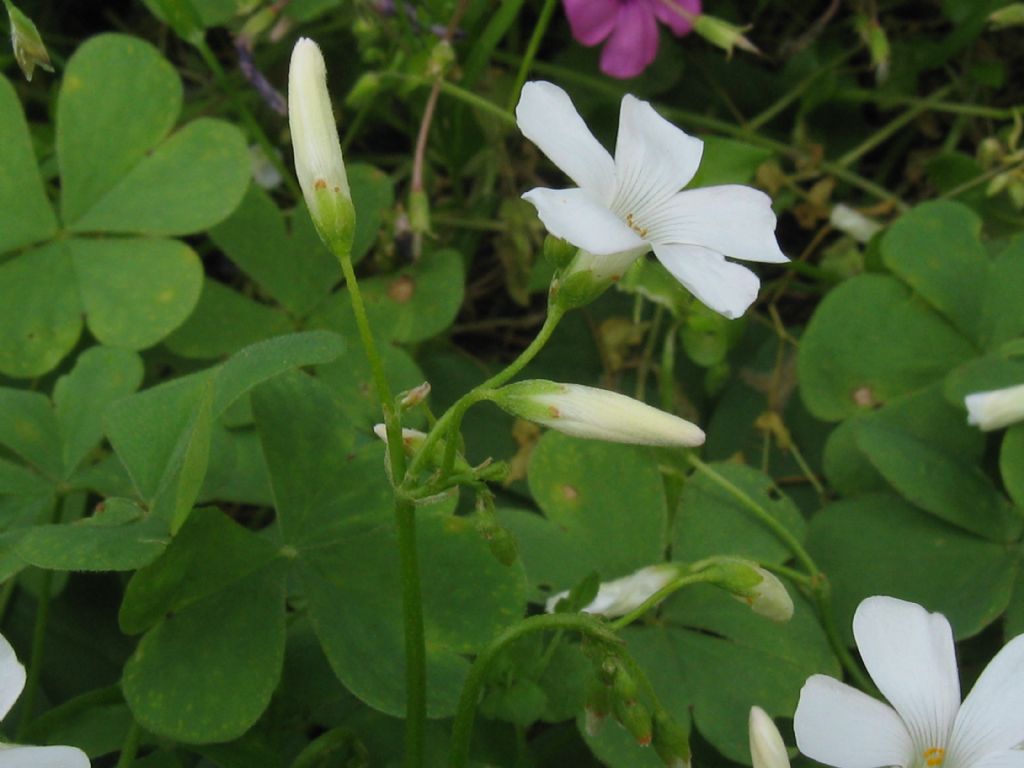 Oxalis articulata a fiore bianco