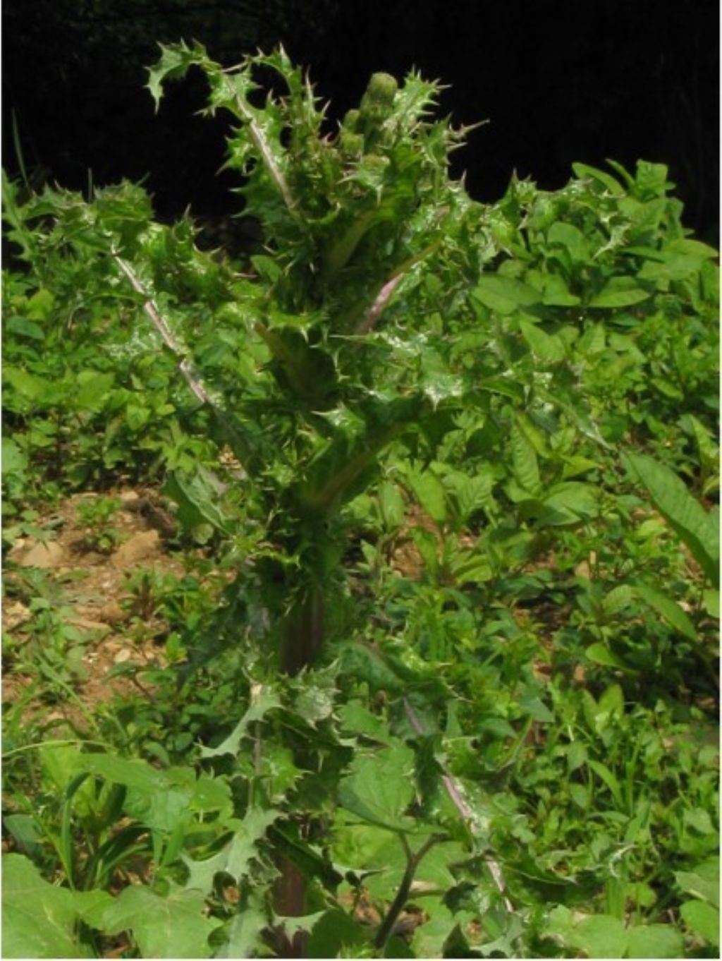 Sonchus asper