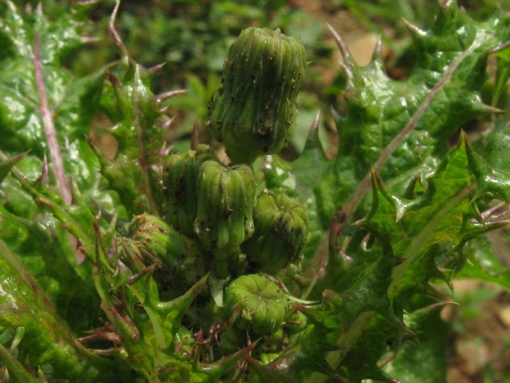 Sonchus asper