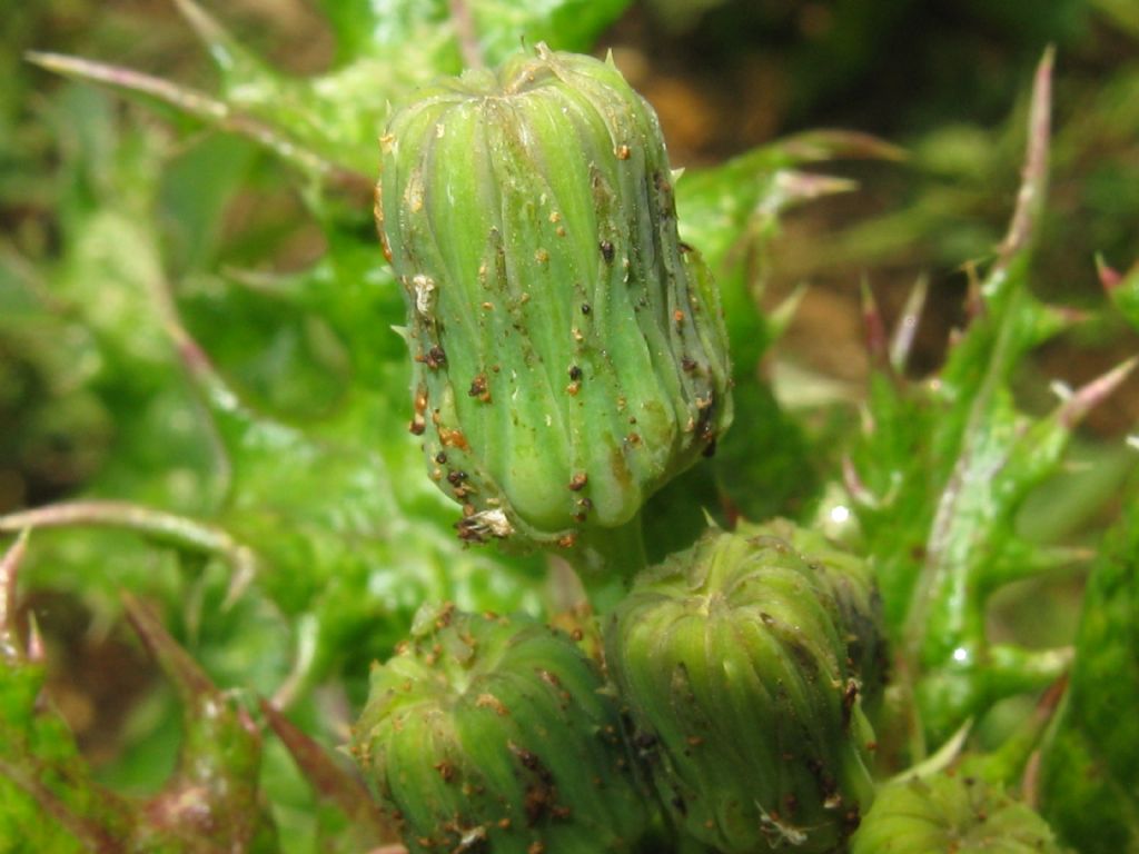 Sonchus asper