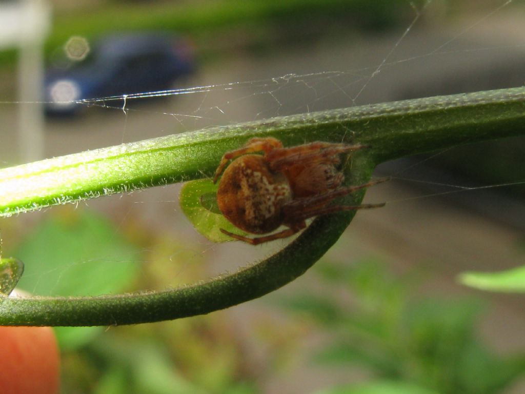 Agalenatea redii - Villasanta (MB)