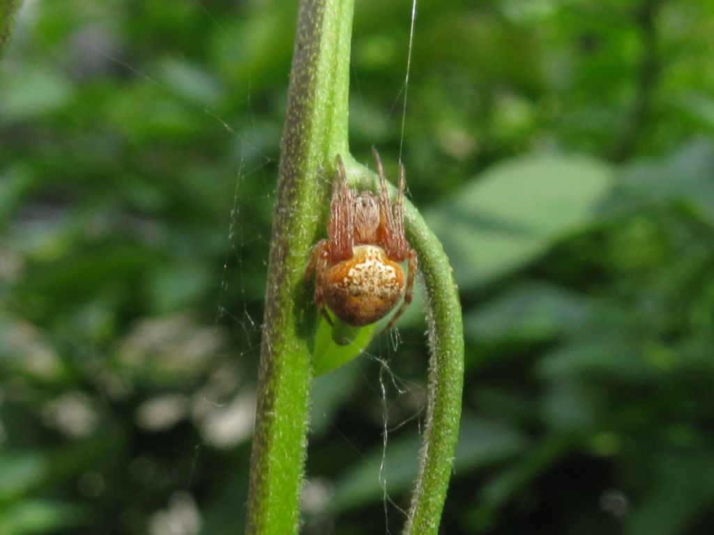 Agalenatea redii - Villasanta (MB)