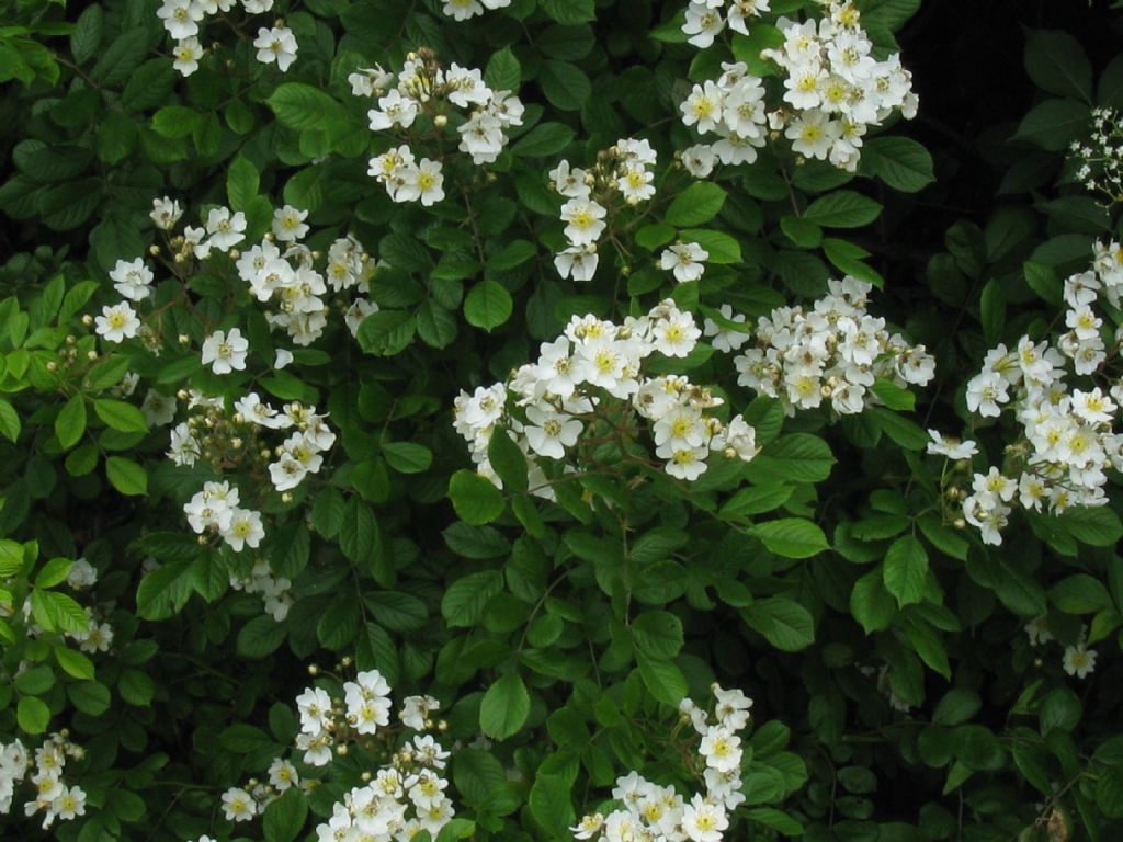 cv ''Inermis'' di Rosa multiflora