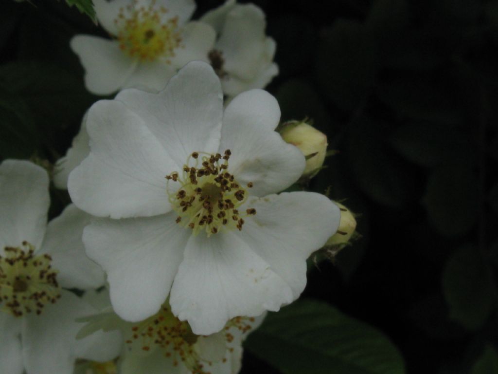 cv ''Inermis'' di Rosa multiflora