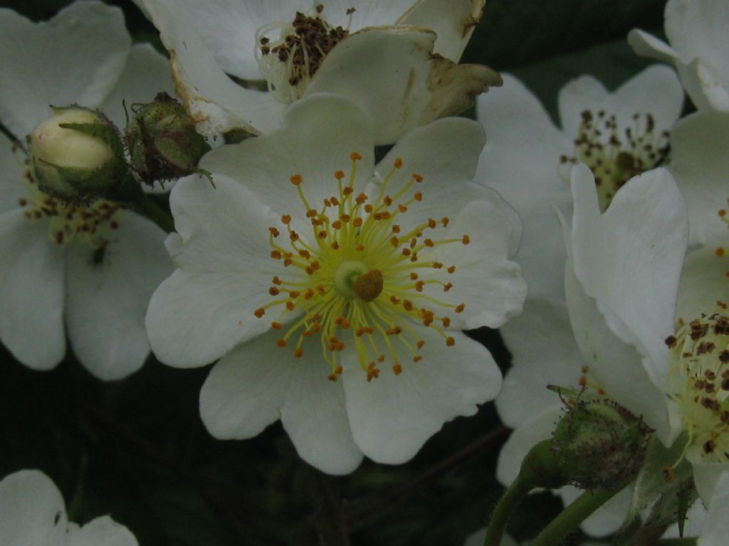 cv ''Inermis'' di Rosa multiflora