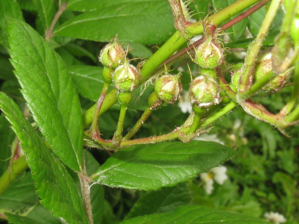 cv ''Inermis'' di Rosa multiflora