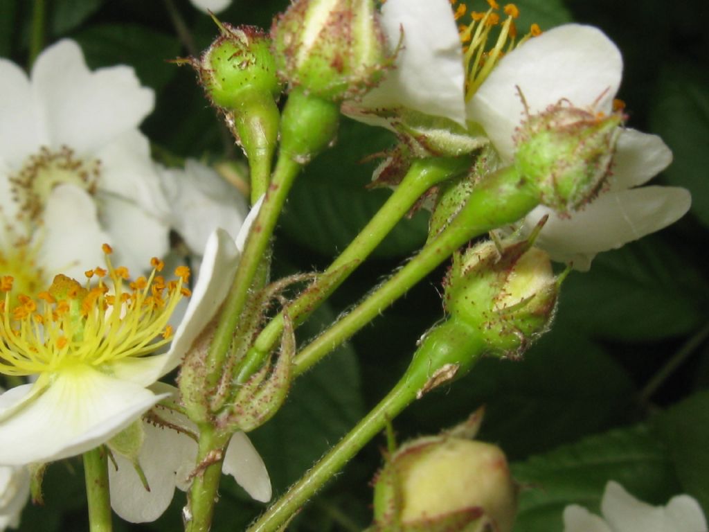 cv ''Inermis'' di Rosa multiflora