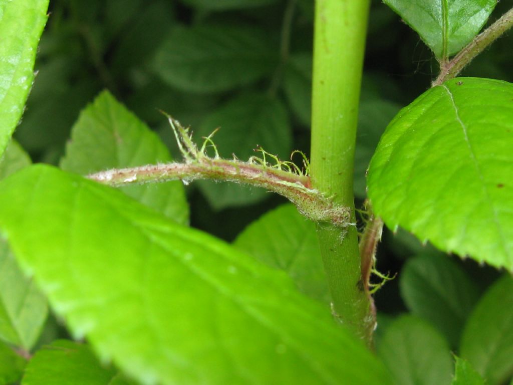 cv ''Inermis'' di Rosa multiflora