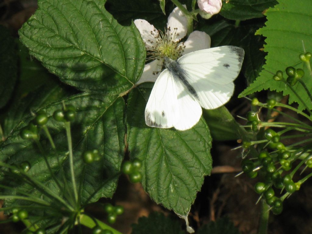Pieris napi M?  S !