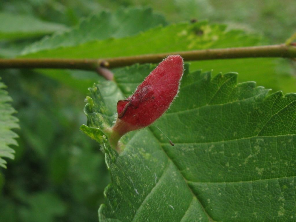 Aphididae: Eriosoma lanuginosum? No, galla di Tetraneura ulmi