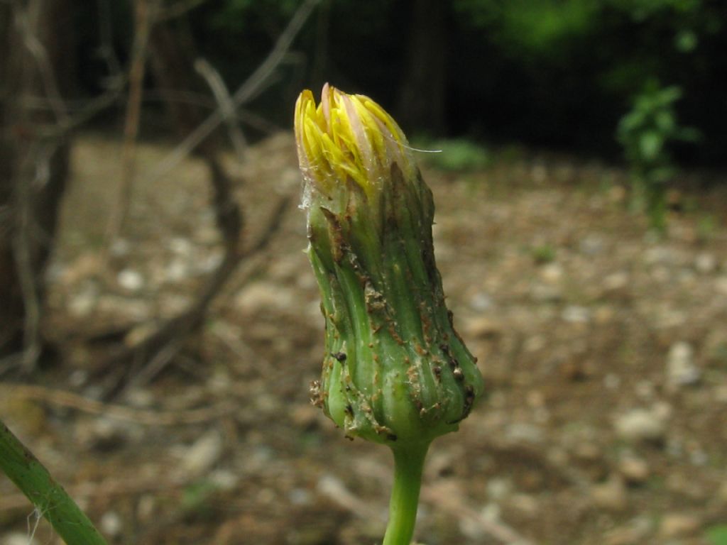 Sonchus asper