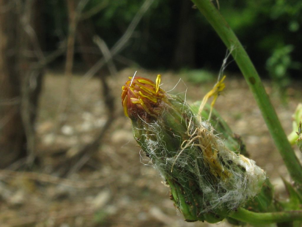 Sonchus asper