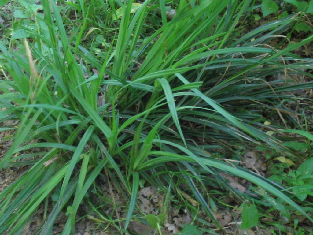 Carex pendula