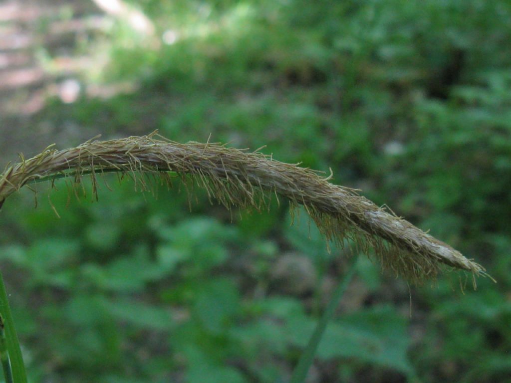 Carex pendula