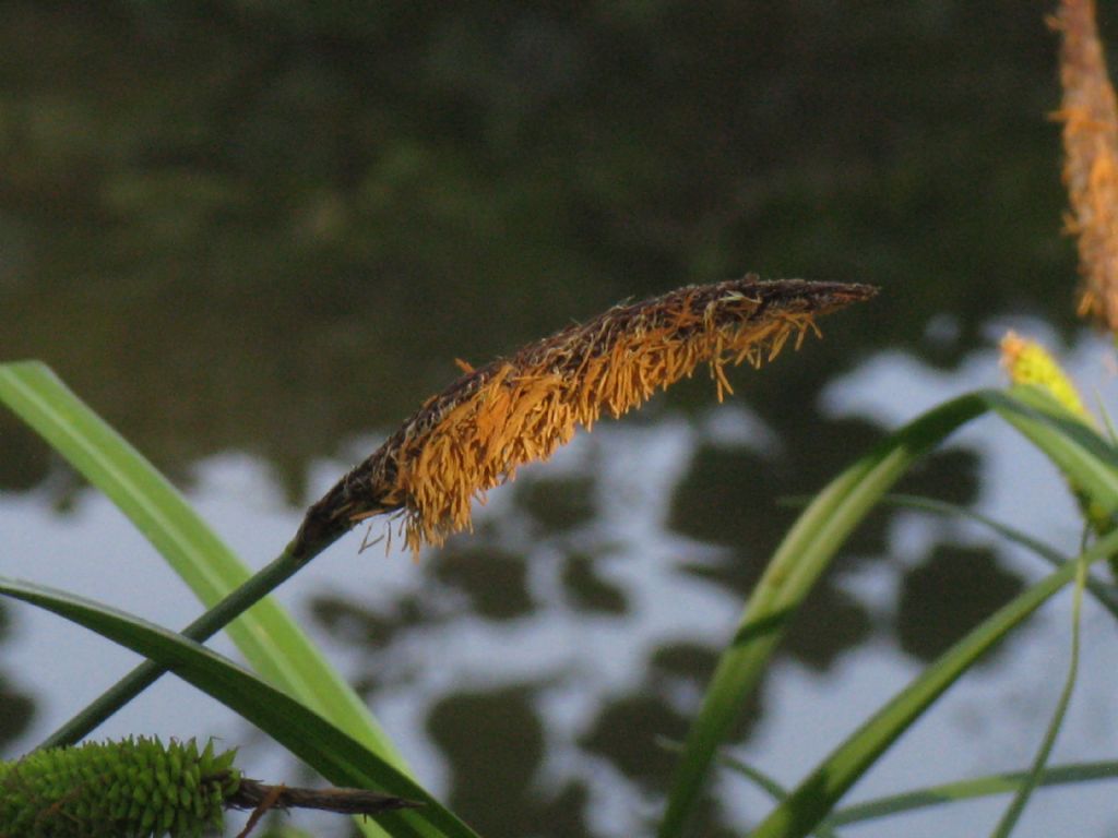 Carex acutiformis