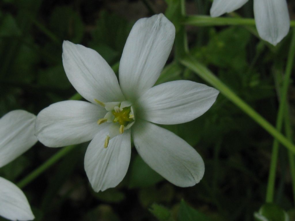 Ornithogalum umbellatum?