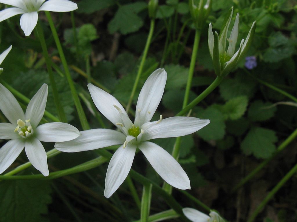 Ornithogalum...?  Ornithogalum sp.