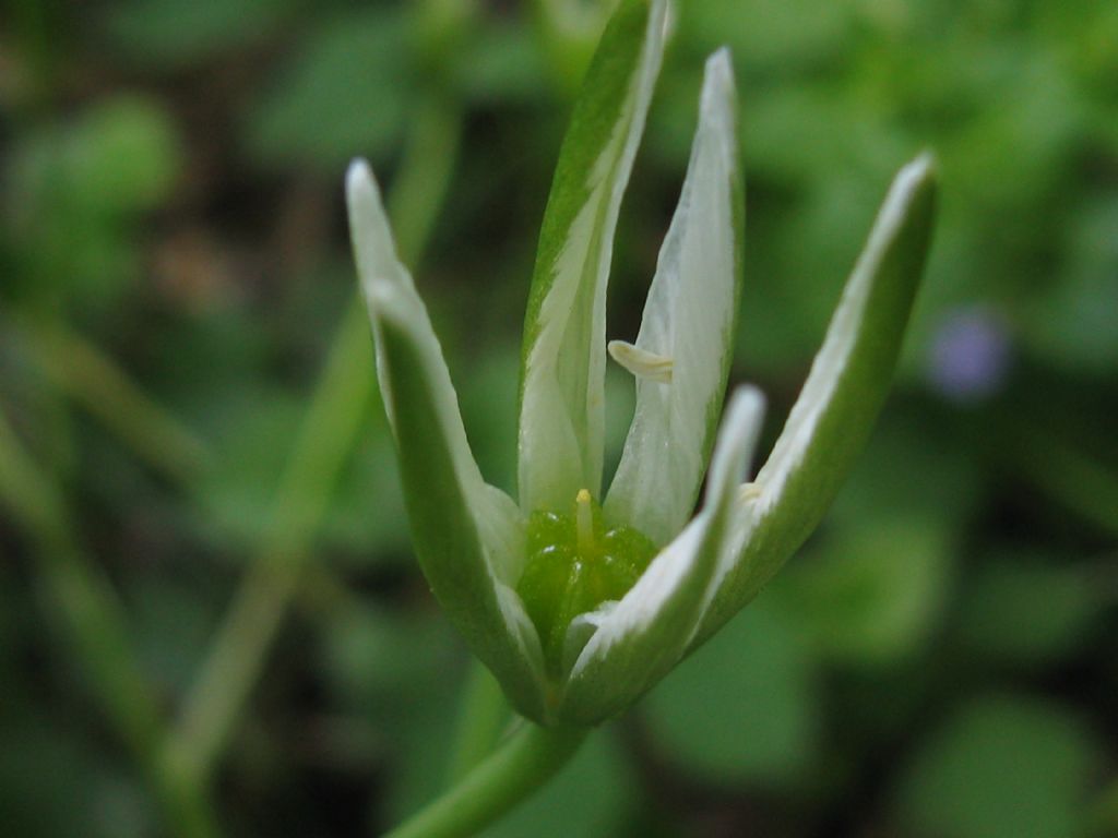 Ornithogalum...?  Ornithogalum sp.