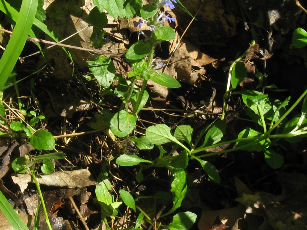 Ajuga reptans?