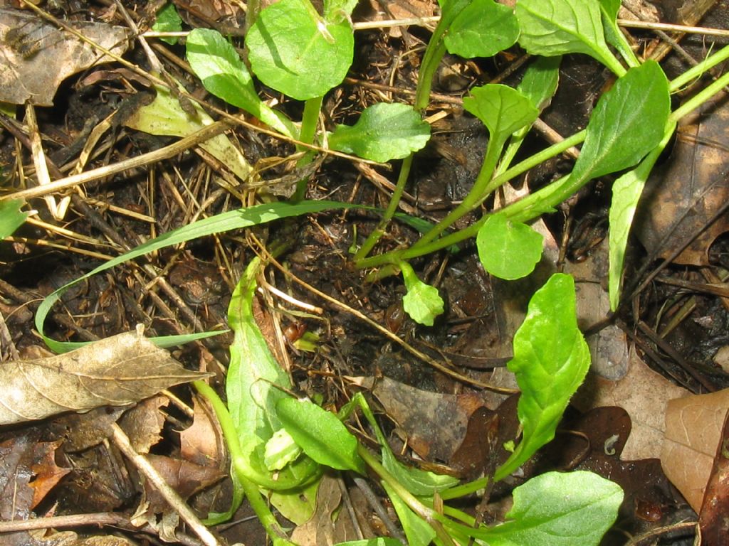 Ajuga reptans?