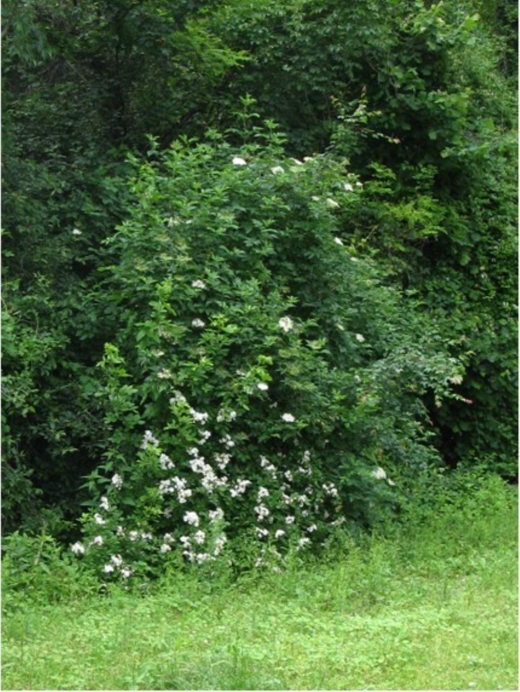 cv ''Inermis'' di Rosa multiflora