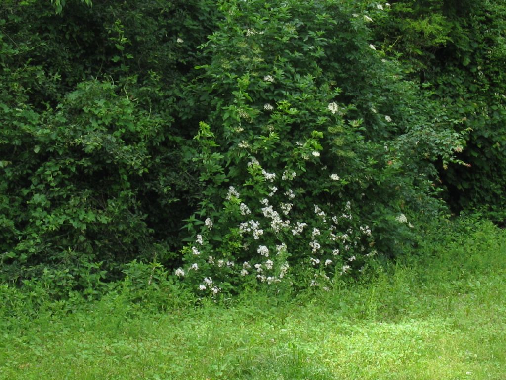 cv ''Inermis'' di Rosa multiflora