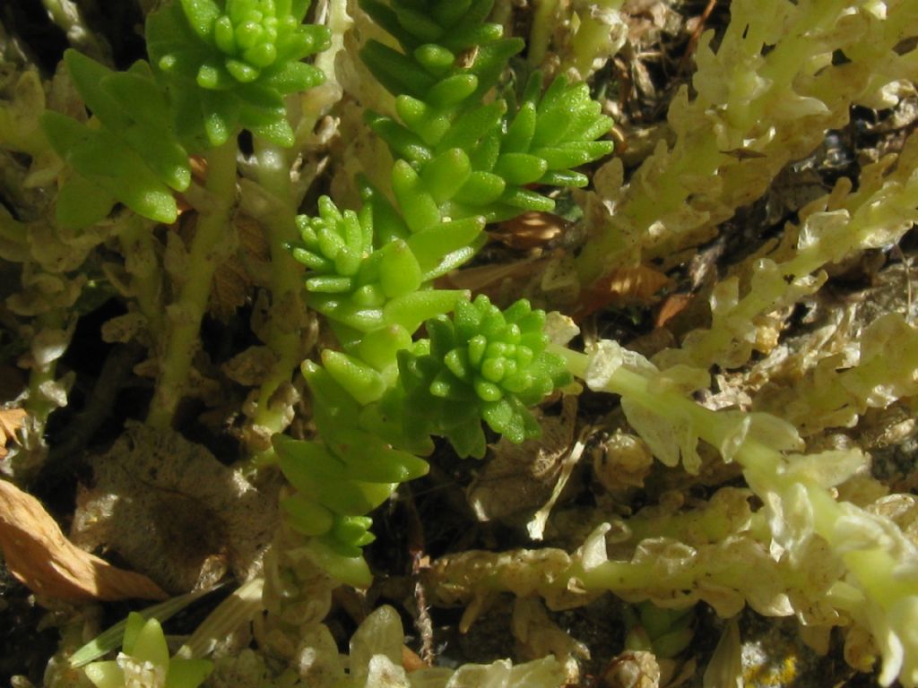 Sedum acre e  Sedum sexangulare