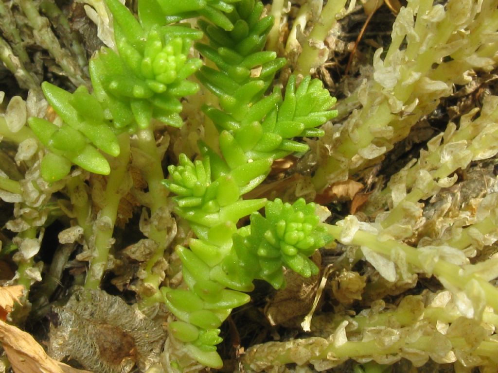 Sedum acre e  Sedum sexangulare