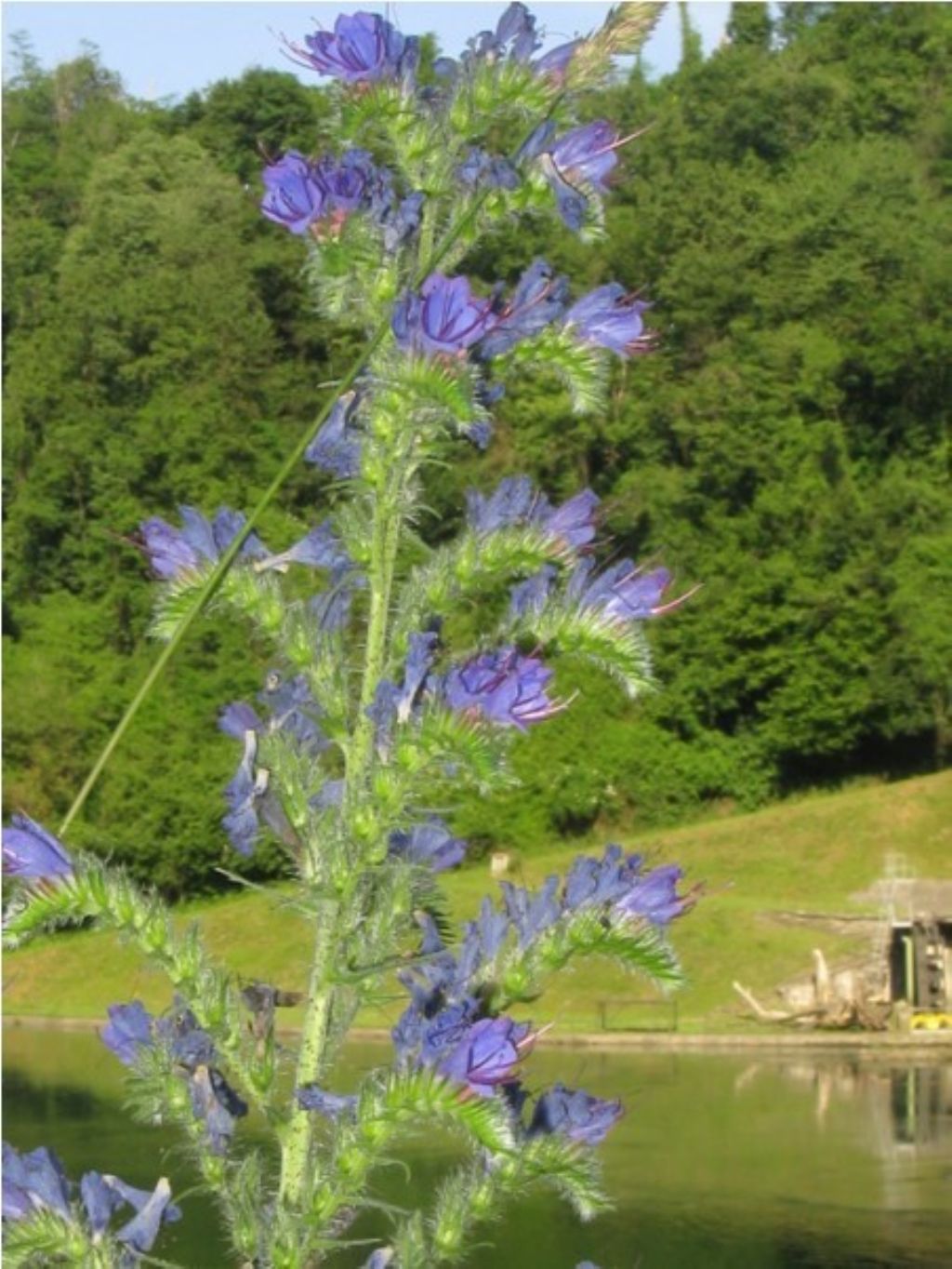 Echium vulgare?  Sì !