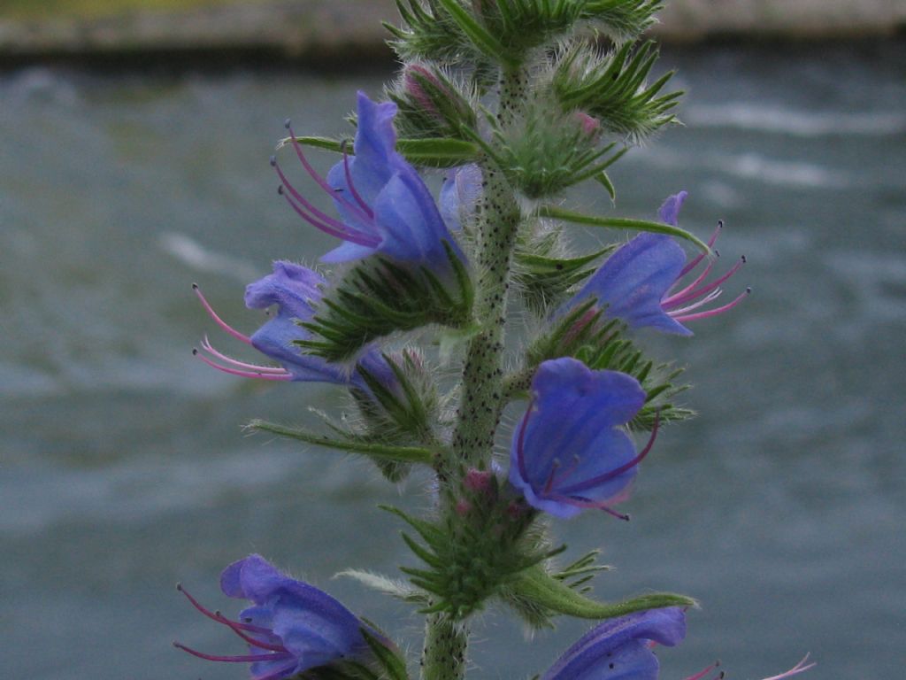 Echium vulgare?  Sì !