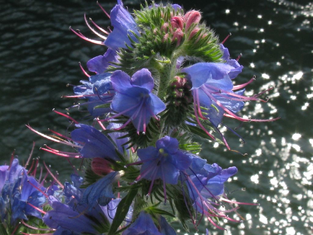 Echium vulgare?  Sì !